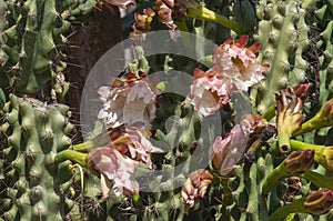 Close-up of flowers of a cereus peruvianus monstrosus cactus photo