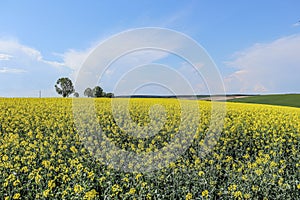 Summertime Canola Field - Brassica napus