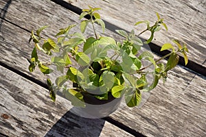 Summertime with closeup of fresh green peppermint leaves and black pottery mug on background of wood planks