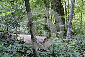 Summertime deciduous primeval forest with old oak tree in background