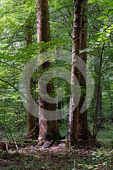 Summertime deciduous primeval forest with old trees