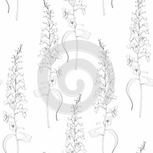 Summertime Delphinium seamless pattern. Flowers and plants of fields. Vintage botanical illustration. Black and white.