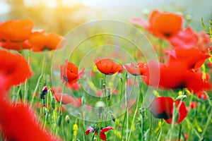 Summertime flower background, colorful meadow with red wild summer poppies