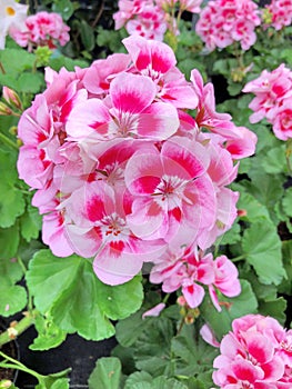 Summertime Geranium flowers in pink colors