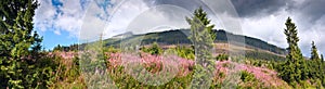 Summertime landscape banner, panorama with Chamaenerion angustifolium known as fireweed against the background of mountains High