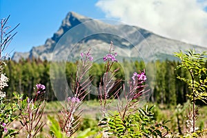 Letní krajina s chamaenerion angustifolium známý jako fireweed na pozadí hory kriváň v horách h