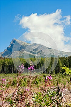 Letní krajina s chamaenerion angustifolium známý jako fireweed na pozadí hory kriváň v horách h