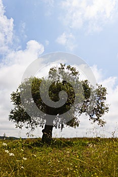 Summertime landscape of a loney olive tree in a field in summer in Spain