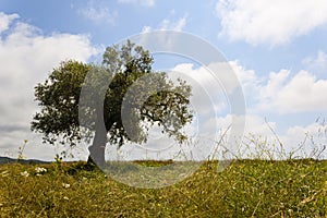 Summertime landscape of a loney olive tree in a field in summer in Spain