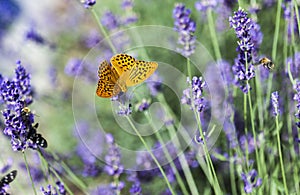 Summertime on a lavender field in Badacsonors