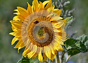 Sunflower with bee on seeds