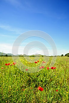 Summertime with poppies