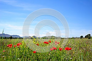 Summertime with poppies