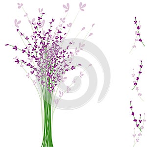 Summertime purple Lavender flower