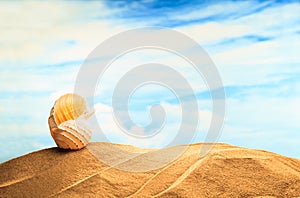 Summertime Seasonal, white yellow seashell on the sandy beach with sunny colorful blue sky background and copy space. Traveling