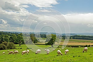 Summertime sheep grazing in a meadow in the British countryside.