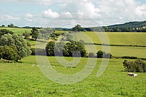 Summertime sheep grazing in a meadow in the British countryside.