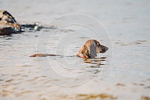 Summertime theme with a pet on the riverbank. Dachshund dog breed looks forward while standing in the water. hunting dog looks at