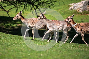 A summertime view of a herd of fallow deers (Dama dama) on the g