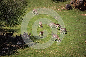 A summertime view of a herd of fallow deers (Dama dama) on the g