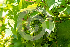 Summertime on vineyard, young green grapes hanging and ripening on grape plants