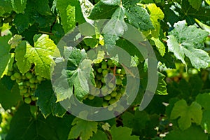 Summertime on vineyard, young green grapes hanging and ripening on grape plants