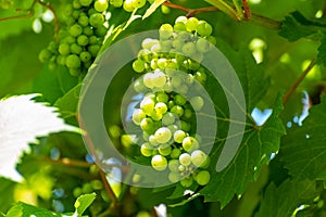 Summertime on vineyard, young green grapes hanging and ripening on grape plants
