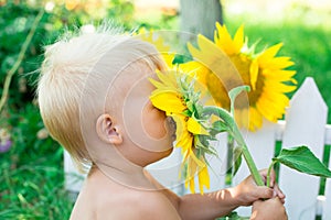 Summertime. A white-haired boy is sniffing a sunflower