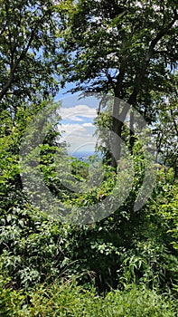 Summerwalk in Nature