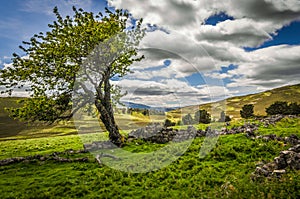 Summery old tree and Glenfenzie farmhouse ruins in scotland