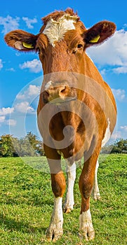 Summery red and white cow with ear tags in green field with blue sky