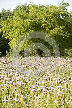 Summery sunny field of buckwheat