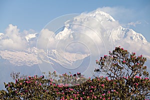 Summit of Dhaulagiri, Annapurna Circuit, Kaski District, Nepal