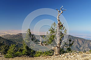 Summit of Mount Pinos