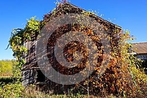 Summit, New Jersey, USA: An abandoned barn overgrown with ivy