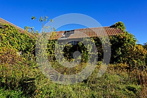 Summit, New Jersey, USA: An abandoned barn overgrown with ivy