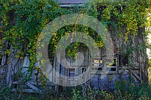 Summit, New Jersey, USA: An abandoned barn overgrown with ivy