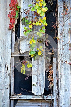 Summit, New Jersey, USA: An abandoned barn overgrown with ivy