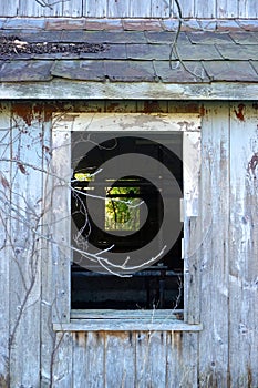 Summit, New Jersey, USA: An abandoned barn overgrown with ivy