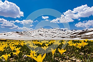 Summit spring beauties in the mountains