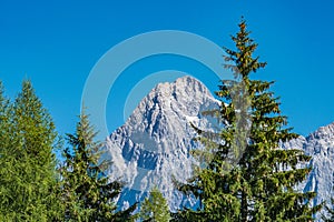 The summit Torstein in Dachstein mountain range in Austria with green pine trees in foreground