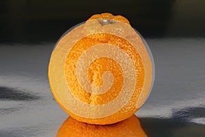 Sumo Mandarin Orange citrus reticulata