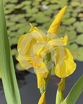 Sumpfschwertlilie, Iris, pseudacorus