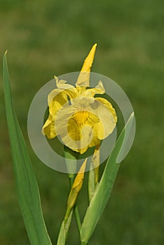 Sumpfschwertlilie, Iris, pseudacorus