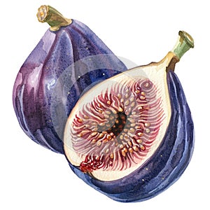 A sumptuous watercolor still life of figs, whole and halves photo