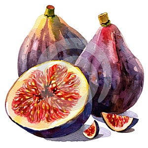 A sumptuous watercolor still life of figs, whole and halves photo