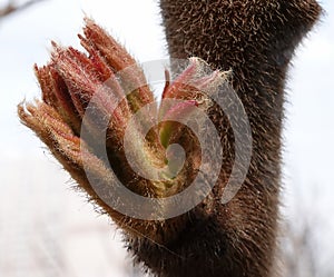 Sumy Deerhorn tree in spring