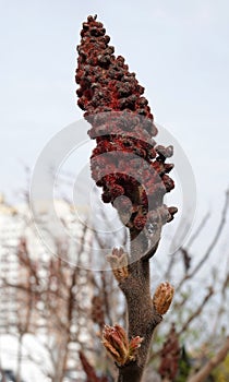 Sumy Deerhorn tree in spring