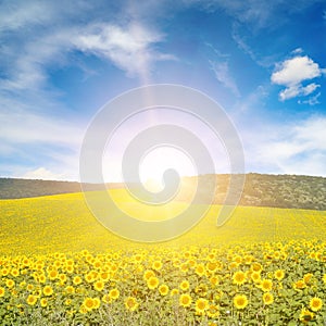 Sun above sunflower field.