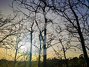 Sun appearing between the branches of the Madrid park with haze and Saharan dust in the sky at sunset, in Spain.